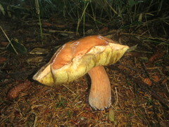 Boletus edulis