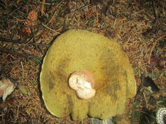 Boletus edulis