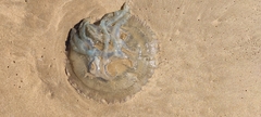Catostylus tagi