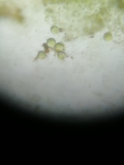 Volvocales