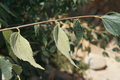 Celtis occidentalis