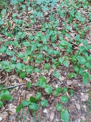 Maianthemum bifolium