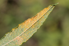 Puccinia vernoniae