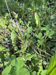Gentianella amarella