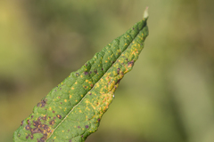 Puccinia vernoniae