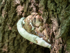 Rigidoporus populinus