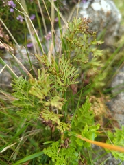 Cryptogramma crispa