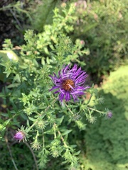 Symphyotrichum novae-angliae