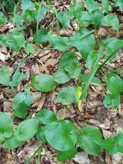 Maianthemum bifolium