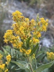 Solidago elongata