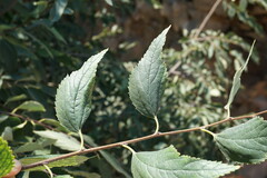 Celtis occidentalis