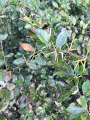 Berberis vulgaris