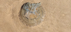 Catostylus tagi
