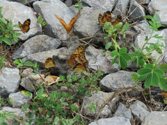 Phyciodes tharos