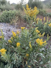 Solidago elongata