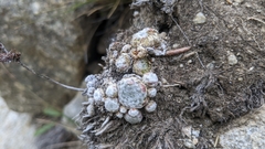 Sempervivum arachnoideum