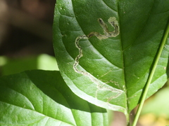 Phytomyza agromyzina group