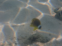 Chaetodon lunula