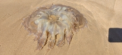 Catostylus tagi