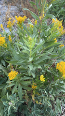 Solidago elongata