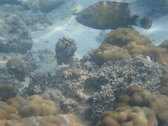 Cheilinus chlorourus