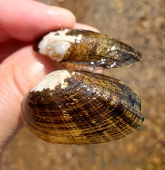 Alasmidonta undulata