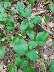 Maianthemum bifolium