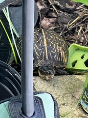 Terrapene carolina bauri