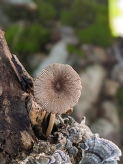 Pluteus longistriatus