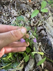 Agalinis tenuifolia