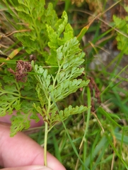 Cryptogramma crispa