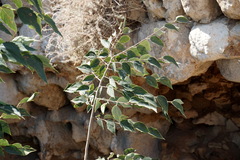 Celtis occidentalis