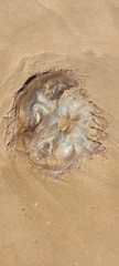Catostylus tagi