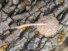 Pluteus longistriatus