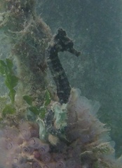 Hippocampus reidi