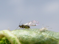 Brachycaudus amygdalinus