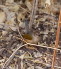 Camaroptera brachyura