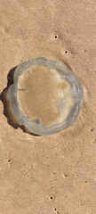 Catostylus tagi