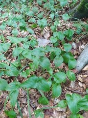 Maianthemum bifolium