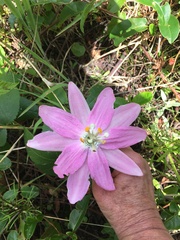 Passiflora tarminiana