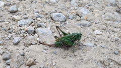 Decticus verrucivorus
