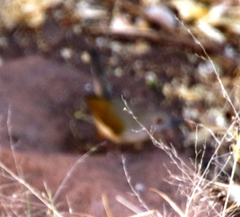 Camaroptera brachyura