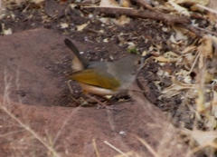 Camaroptera brachyura