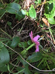 Passiflora tarminiana