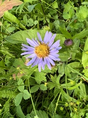 Erigeron glacialis
