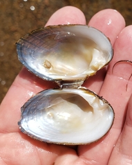 Alasmidonta undulata