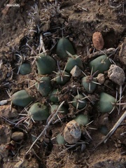 Mammillaria uncinata