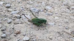 Decticus verrucivorus