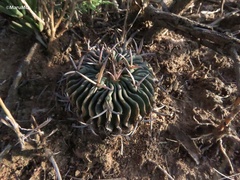 Echinofossulocactus pentacanthus