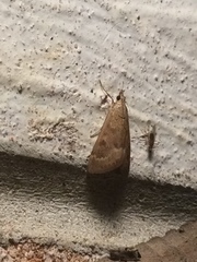 Achyra rantalis
